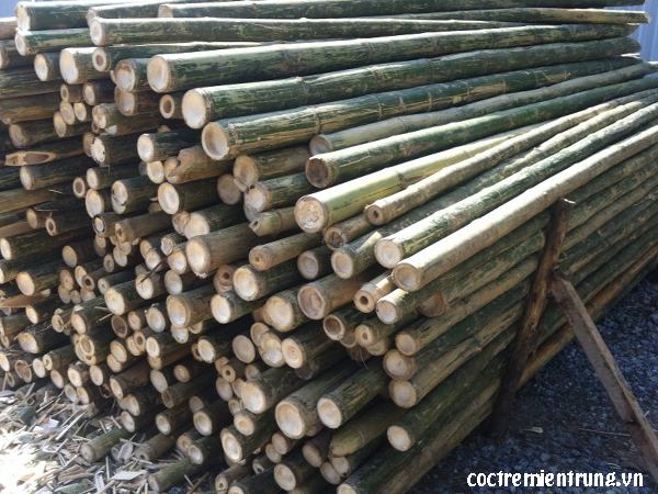 ĐẶC ĐIỂM VÀ CÔNG DỤNG CỦA CỌC TRE